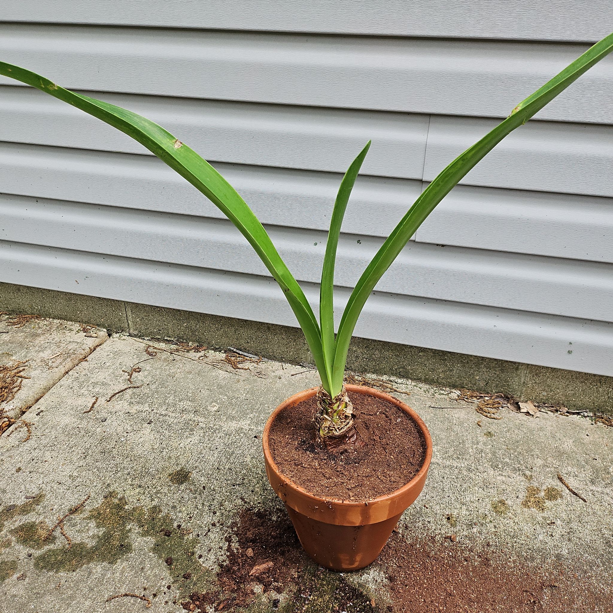 Photo of the plant species Amaryllis by @KeyCamphor60 named Ronaldo on Greg, the plant care app