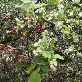 Photo of the plant species Oregon Crabapple by @DynamoRhodora64 named Leaf Erickson on Greg, the plant care app