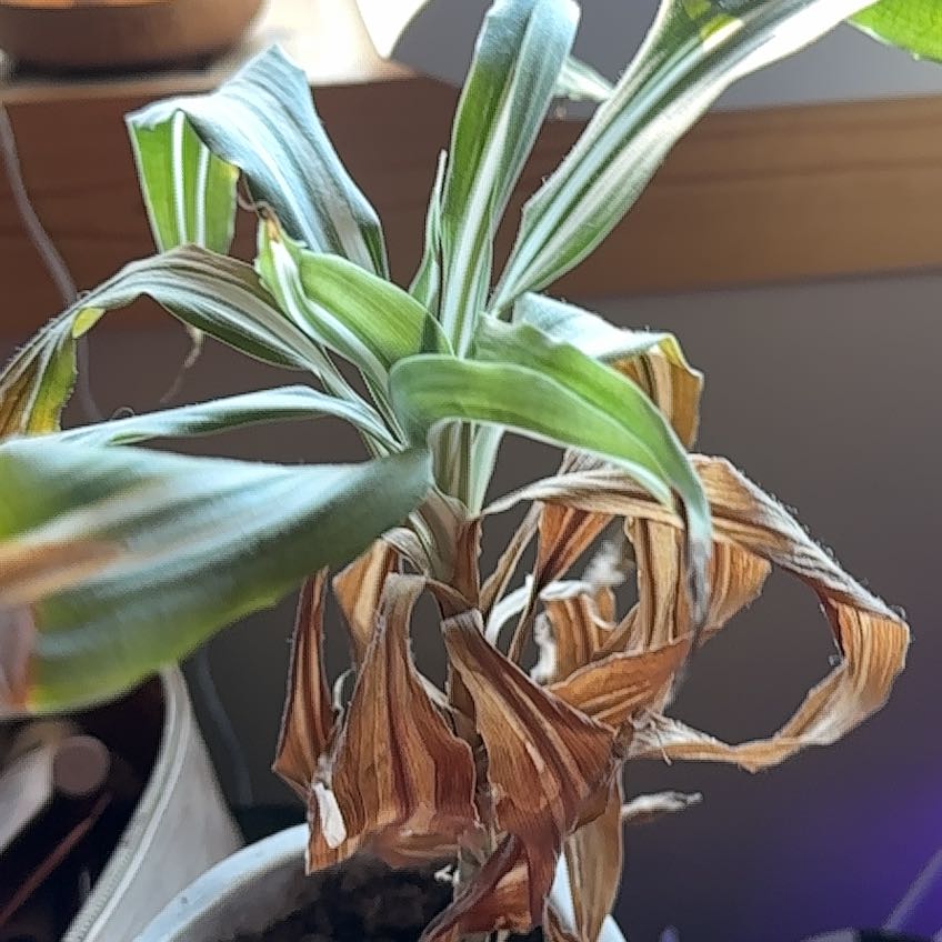 Photo of the plant species White Jewel Dracaena by @DynamoRhodora64 named Diana on Greg, the plant care app