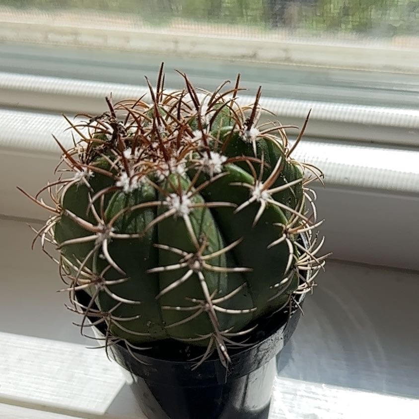 Photo of the plant species Devil's Pincushion by @SpicyPlanty97 named Lucifer on Greg, the plant care app