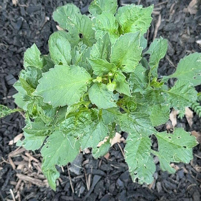 Photo of the plant species Purple Amaranth by @ToughBonsai87 named Madonna on Greg, the plant care app