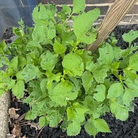 Photo of the plant species Potato by @ToughBonsai87 named Aristotle on Greg, the plant care app