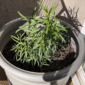 Photo of the plant species Mexican Milkweed by @s3a_s.nailz named Foxxy on Greg, the plant care app
