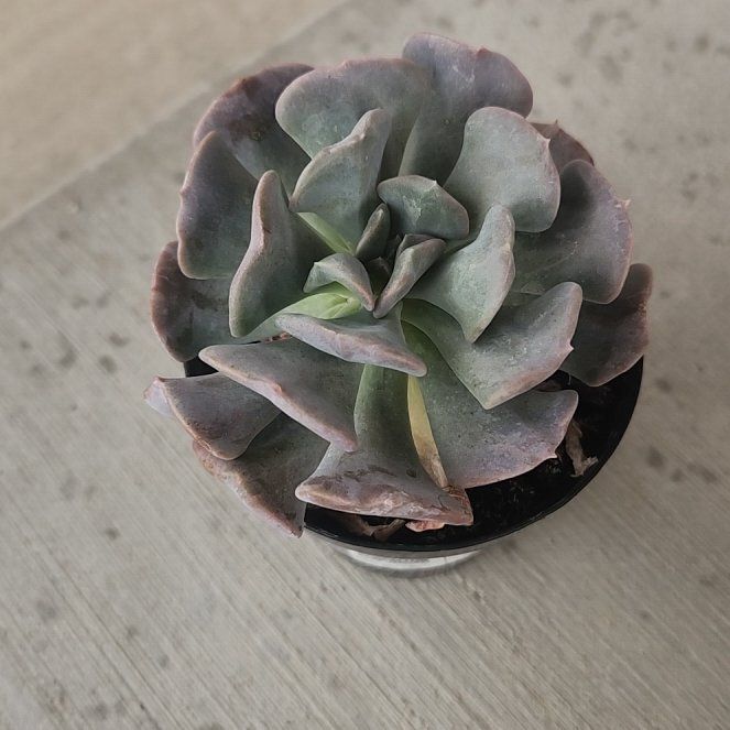 Photo of the plant species Echeveria by @WarmOxlip44 named Denali on Greg, the plant care app