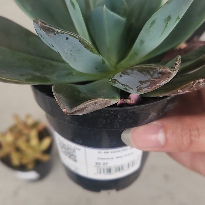 Photo of the plant species Echeveria 'Blue Prince' by @WarmOxlip44 named Figyonce on Greg, the plant care app