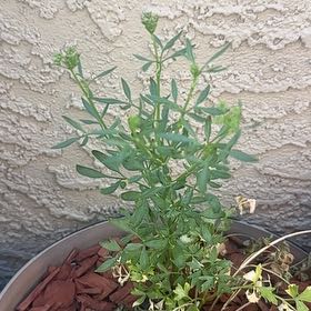 Photo of the plant species Garden Rue by @TrueJubaea60 named Rosa on Greg, the plant care app
