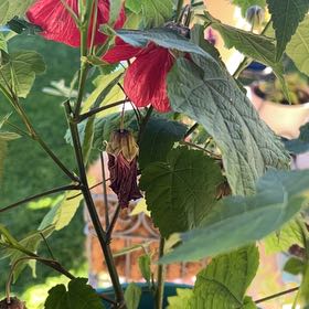 Photo of the plant species Redvein Abutilon by @AlertPhlox22 named Elle on Greg, the plant care app