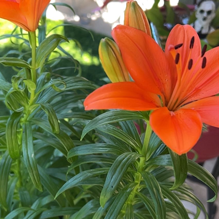 Photo of the plant species Orange Lily by @AlertPhlox22 named Leonardo on Greg, the plant care app