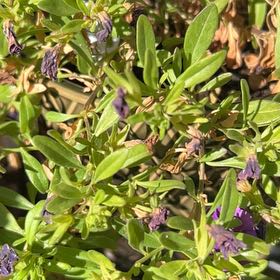 Photo of the plant species Hyssop by @AlertPhlox22 named Gobi on Greg, the plant care app