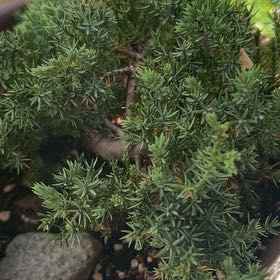 Photo of the plant species American Common Juniper by @AlertPhlox22 named Planty on Greg, the plant care app