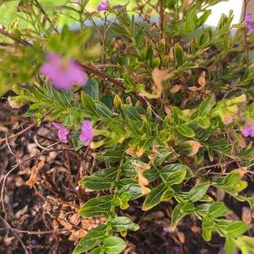 Photo of the plant species Hawaiian Heather by @AlertPhlox22 named Taylor Swift on Greg, the plant care app