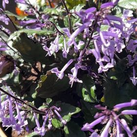 Photo of the plant species Plectranthus ecklonii by @AlertPhlox22 named Drake on Greg, the plant care app