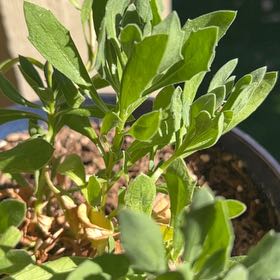 Photo of the plant species Eastern Baccharis by @AlertPhlox22 named Treeyoncé on Greg, the plant care app