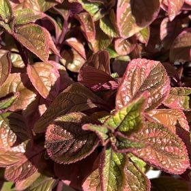 Photo of the plant species Speckled Spur Flower by @AlertPhlox22 named Curie on Greg, the plant care app