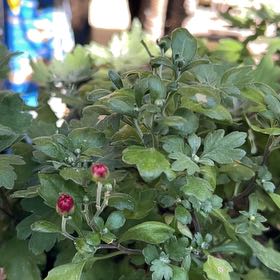 Photo of the plant species Crataegus Monogyna by @AlertPhlox22 named Homer on Greg, the plant care app