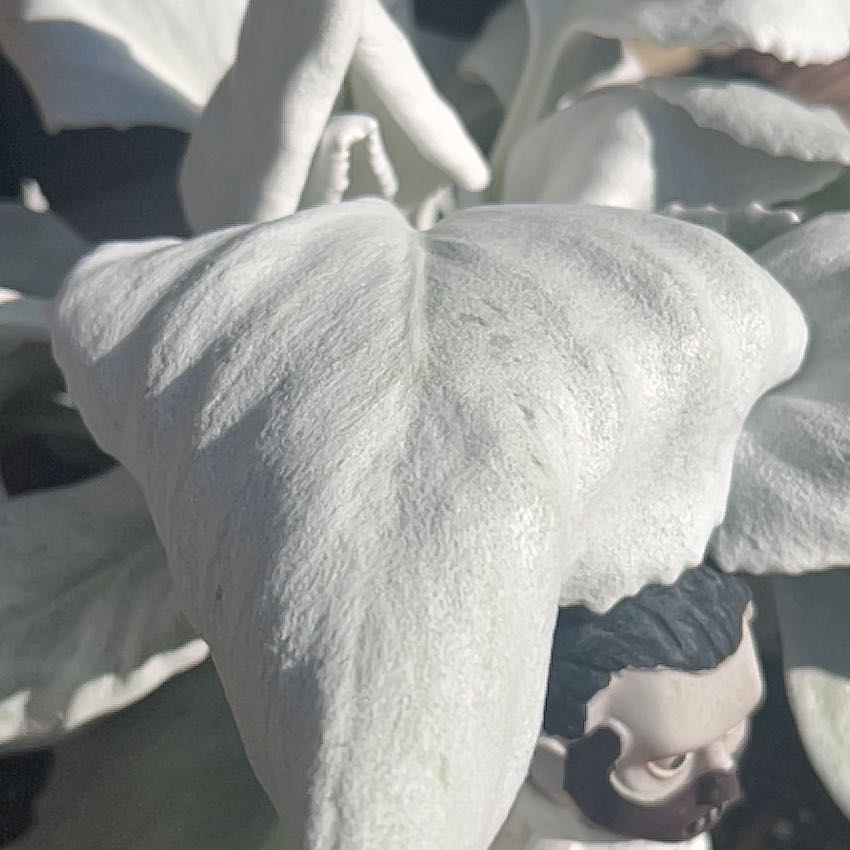 Photo of the plant species Angel Wings Senecio by @AlertPhlox22 named Osmo on Greg, the plant care app