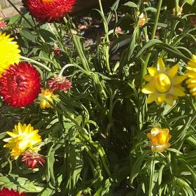 Photo of the plant species Strawflower by @AlertPhlox22 named Kobe on Greg, the plant care app