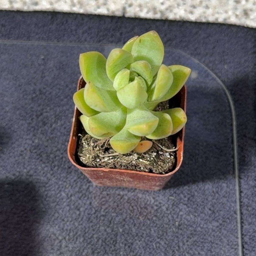 Photo of the plant species Purdy's Stonecrop by @RadAlula23 named Gomez on Greg, the plant care app