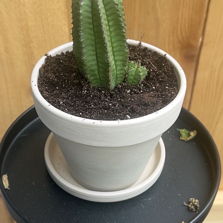 Photo of the plant species Euphorbia anoplia by @CordialPecan4 named Dax on Greg, the plant care app