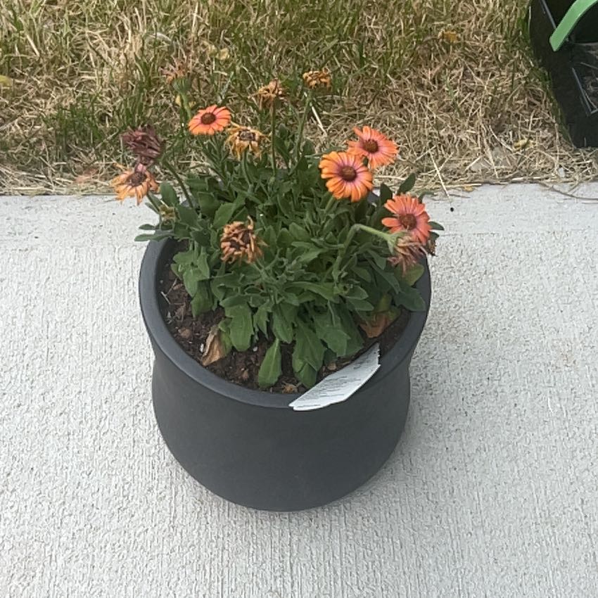 Photo of the plant species Osteospermum 'Osyel' by @CordialPecan4 named Rosa on Greg, the plant care app
