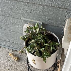 Photo of the plant species Pulmonaria 'Dark Vader' by @CordialPecan4 named Winston on Greg, the plant care app