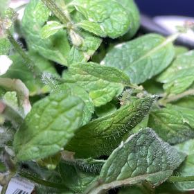 Photo of the plant species Pineapple Mint by @ProudCordmoss41 named Monty on Greg, the plant care app