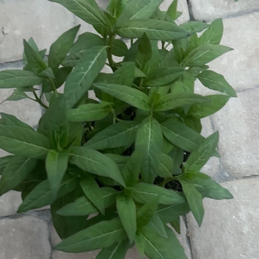 Photo of the plant species Scarlet Milkweed by @IntrepidOxlip8 named Doja Cat on Greg, the plant care app