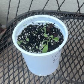 Photo of the plant species Romaine Lettuce 'Rosaine' by @IntrepidOxlip8 named Kardashian on Greg, the plant care app