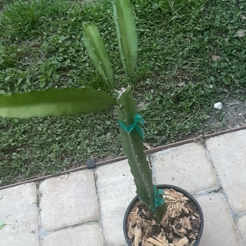 Photo of the plant species Dragon Fruit by @IntrepidOxlip8 named Dragina on Greg, the plant care app