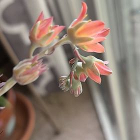 Photo of the plant species San Gabriel River Dudleya by @WinKiekie93 named Gaga on Greg, the plant care app