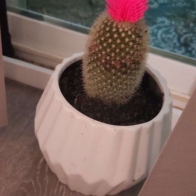 Photo of the plant species Cactus by @BelovedSalal26 named Pinkie on Greg, the plant care app