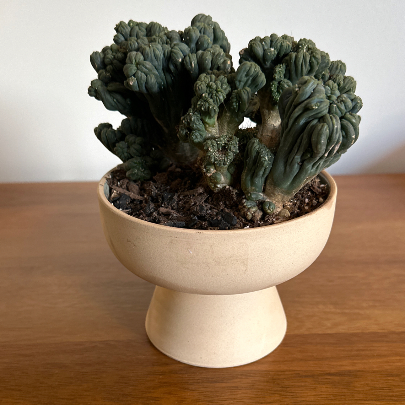 Ming Thing Cactus in a beige pot on a wooden surface.