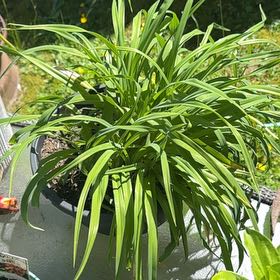 Photo of the plant species Yellow Daylily by @HeadPalqui28 named Keanu Leaves on Greg, the plant care app