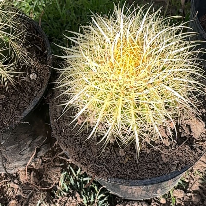 Photo of the plant species Desert Barrel Cactus by @AcclaimedMum84 named Forrest on Greg, the plant care app