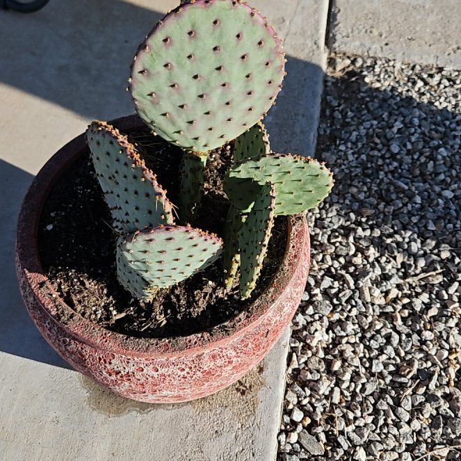 Photo of the plant species Violet Prickly Pear by @SportyAvocado named Darwin on Greg, the plant care app