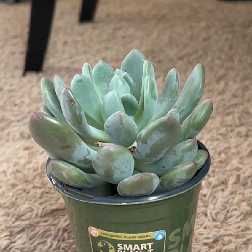 Photo of the plant species Pachyveria 'Blue Jasper' by @ClearBonsi12 named Bob on Greg, the plant care app