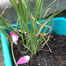Photo of the plant species Cymbopogon Citratus by @ClearBonsi12 named Jimmy beans on Greg, the plant care app