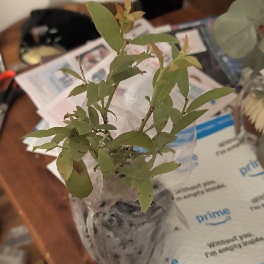 Photo of the plant species Pink Lemonade Blueberry by @SportKanono37 named Delilah on Greg, the plant care app