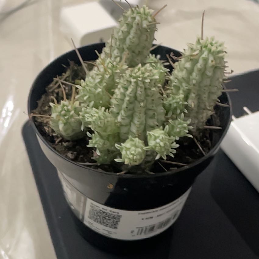 Photo of the plant species Variegated Corncob Cactus by @FerventCobnut28 named Emerson on Greg, the plant care app
