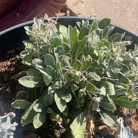 Photo of the plant species Basket of Gold by @KeenRedpalulu31 named Forrest on Greg, the plant care app