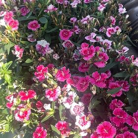 Photo of the plant species Sweet William by @KeenRedpalulu31 named Gaga on Greg, the plant care app