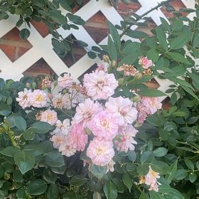Photo of the plant species Multiflora Rose by @KeenRedpalulu31 named Rosa on Greg, the plant care app