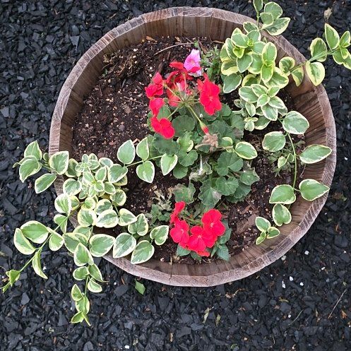 Photo of the plant species Alpine Rose by @OptimistParsley named Sonora on Greg, the plant care app