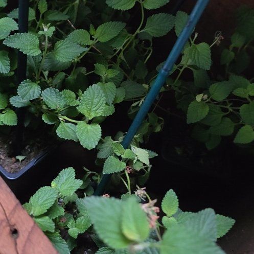 Photo of the plant species Weeping Lantana by @OptimistParsley named Foxxy on Greg, the plant care app