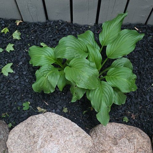 Photo of the plant species Plantain Lily by @OptimistParsley named Hamilton on Greg, the plant care app