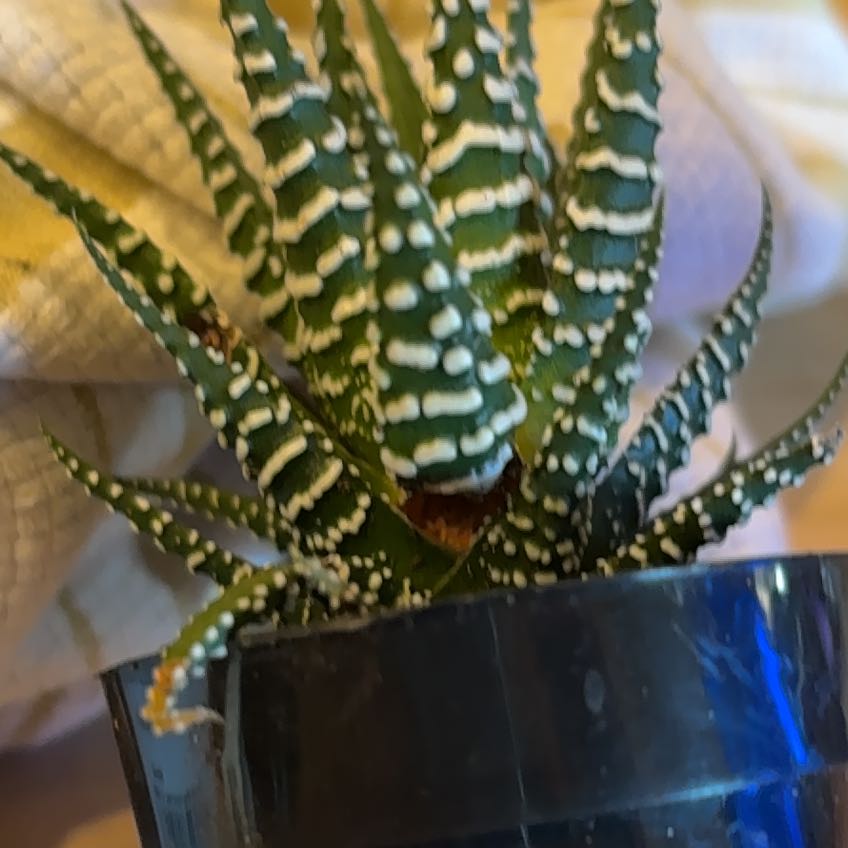 Photo of the plant species Zebra Haworthia by @ProLilacmist85 named Sigmund on Greg, the plant care app