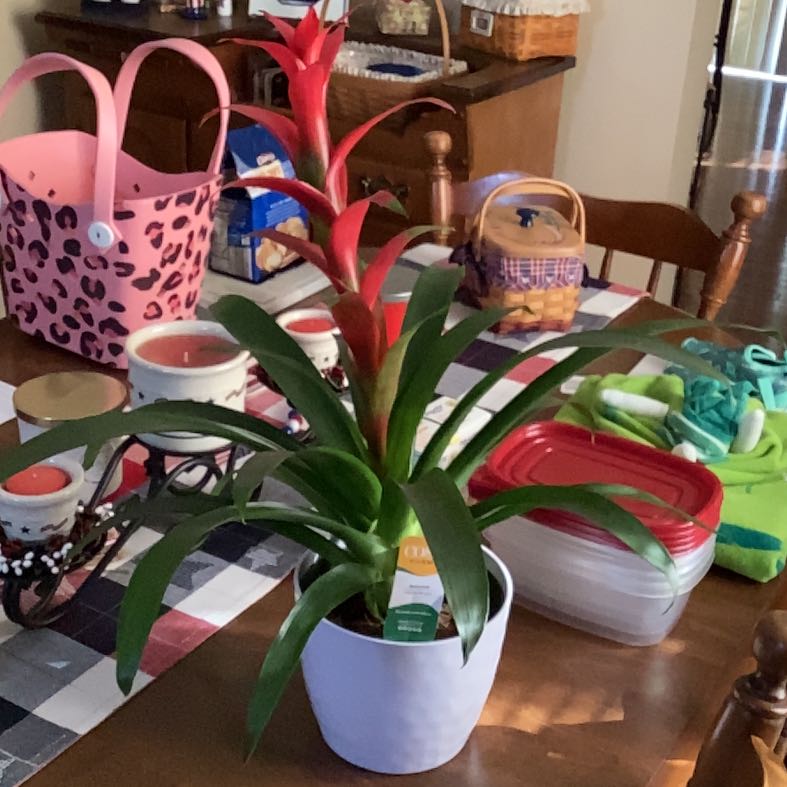 Photo of the plant species Red Bromeliad by @NewCordmoss19 named Winston on Greg, the plant care app