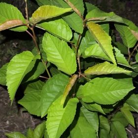 Photo of the plant species Sweet Cherry by @WorldlyRustyfig named Kesha on Greg, the plant care app