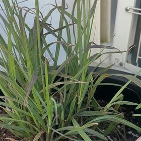 Photo of the plant species Autumn Reed Grass by @chris_hayes named Marilyn on Greg, the plant care app