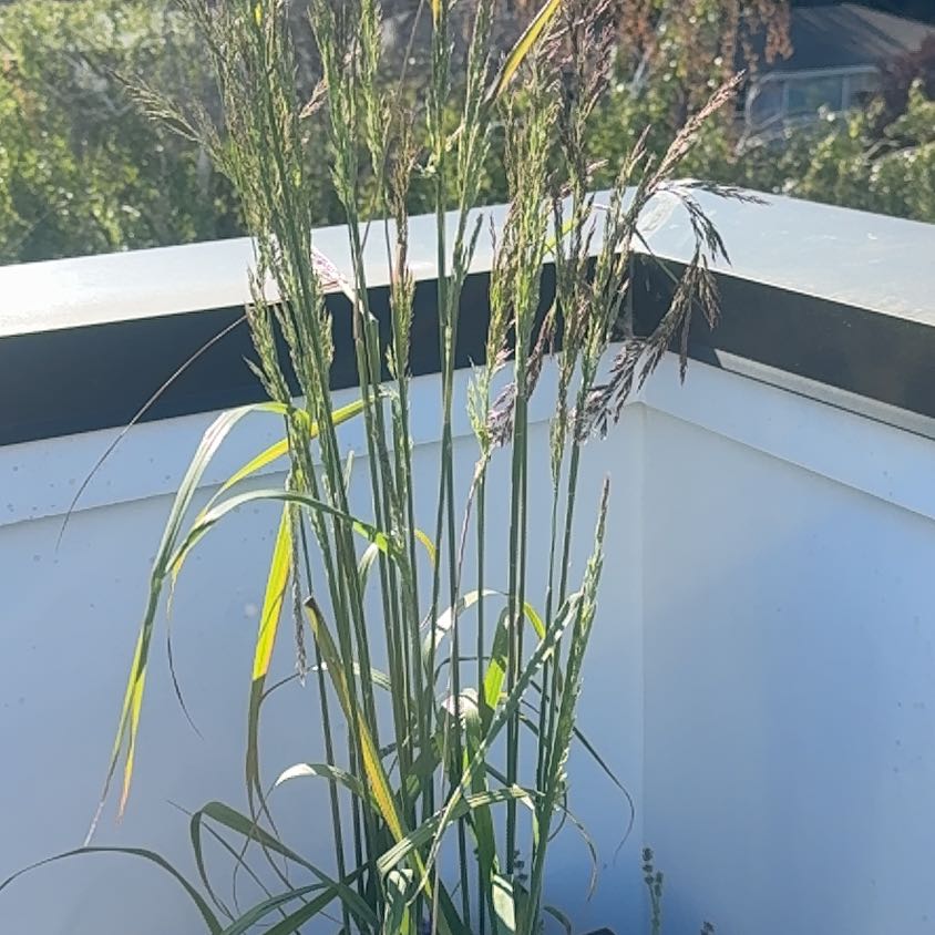 Photo of the plant species Karl forrester by @chris_hayes named Cleopatra on Greg, the plant care app